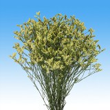 Limonium Yellow 240 Stems